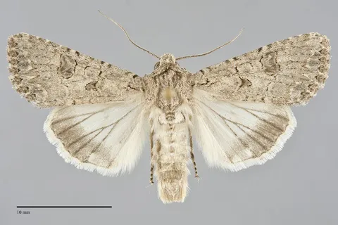 Anarta trifolii