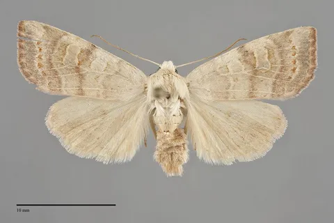 Anathix aggressa