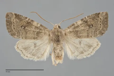 Anathix puta