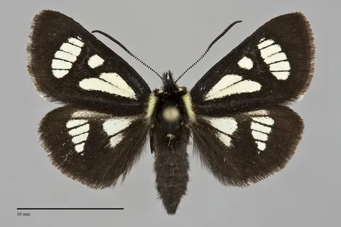 Androloma maccullochii