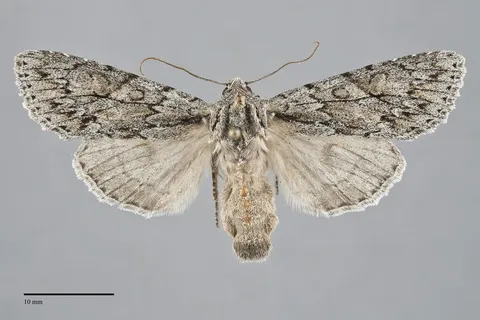 Andropolia aedon