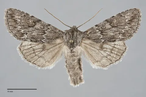 Andropolia contacta