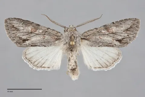 Andropolia diversilineata