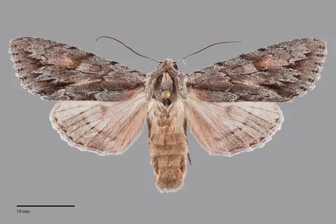 Andropolia theodori