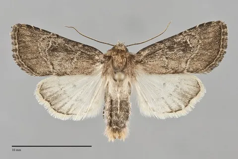 Anhimella contrahens