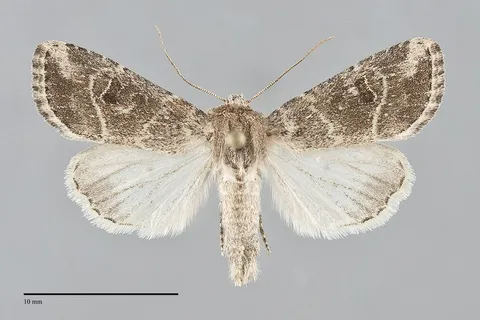Anhimella pacifica