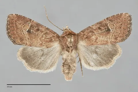 Anhimella perbrunnea