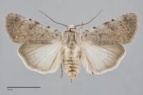 Anicla exuberans