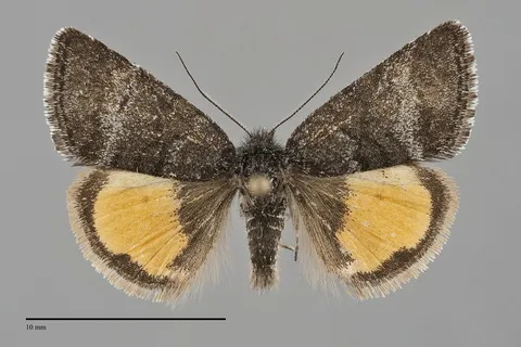 Annaphila arvalis