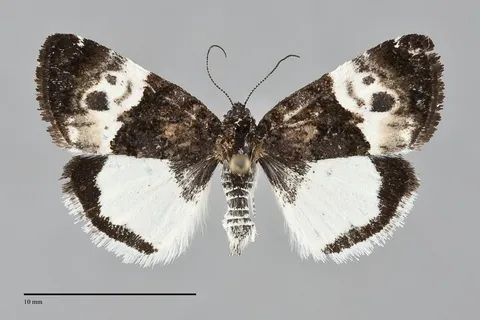 Annaphila casta
