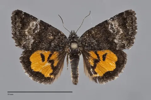 Annaphila decia