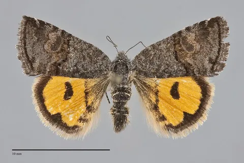 Annaphila depicta