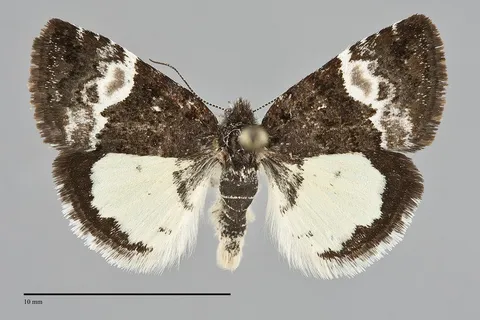 Annaphila diva
