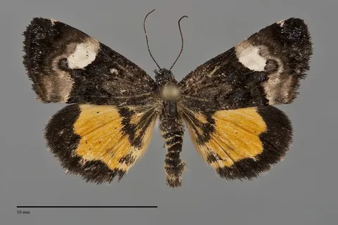 Annaphila lithosina