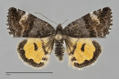 Annaphila macfarlandi