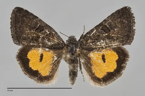 Annaphila mera