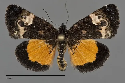 Annaphila miona