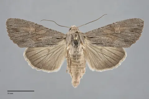 Apamea acera
