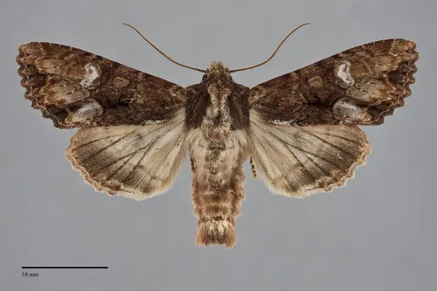 Apamea albina