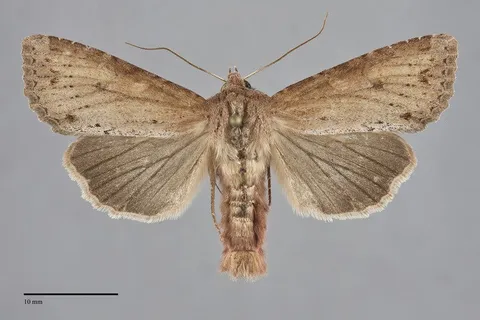 Apamea alia