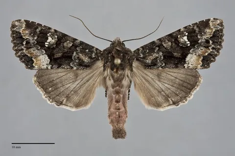 Apamea amputatrix