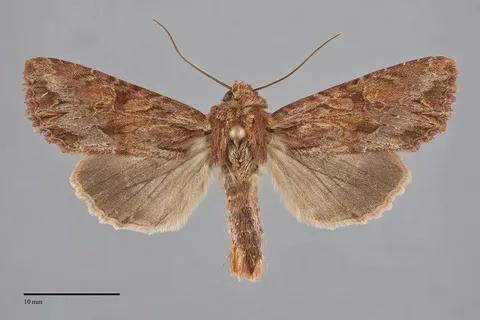 Apamea antennata