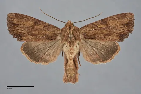Apamea atriclava