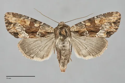 Apamea auranticolor