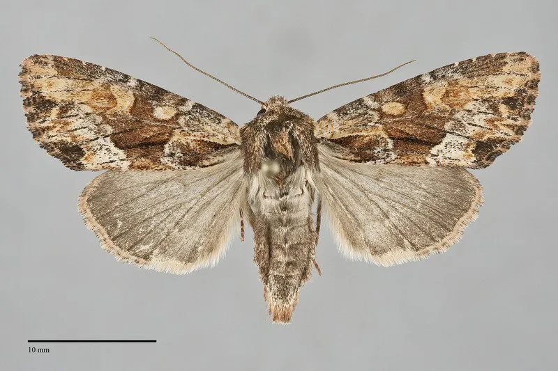 Apamea auranticolor