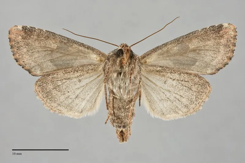 Apamea auranticolor