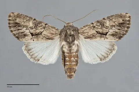 Apamea burgessi
