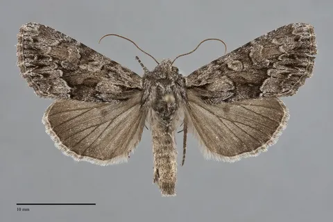 Apamea centralis