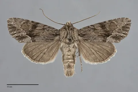 Apamea cinefacta