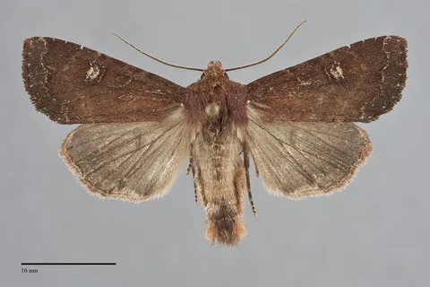 Apamea cogitata