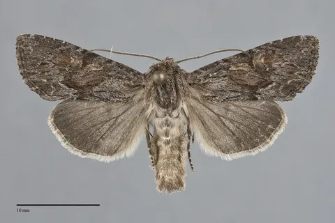 Apamea commoda
