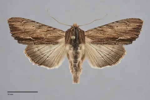 Apamea cuculliformis