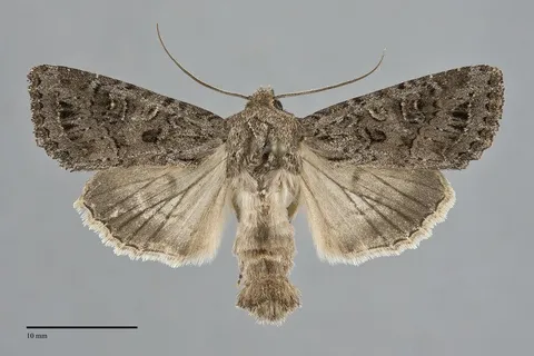 Apamea devastator