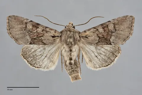 Apamea digitula