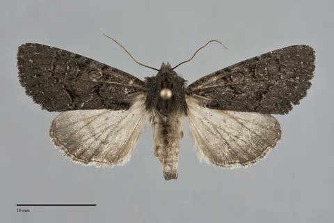 Apamea impulsa