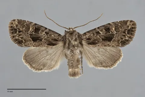 Apamea indocilis