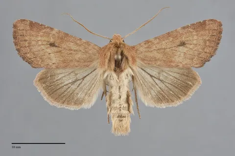 Apamea inficita