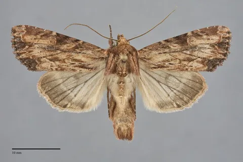 Apamea lignicolora