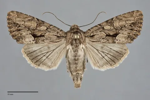 Apamea longula
