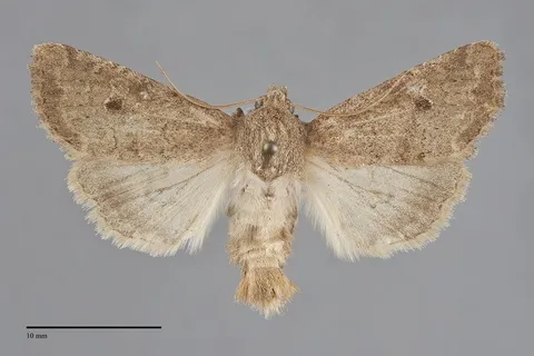 Apamea lutosa