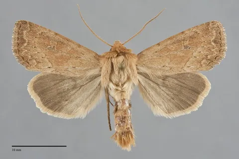 Apamea niveivenosa