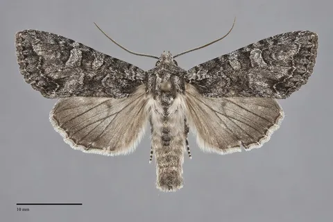 Apamea occidens