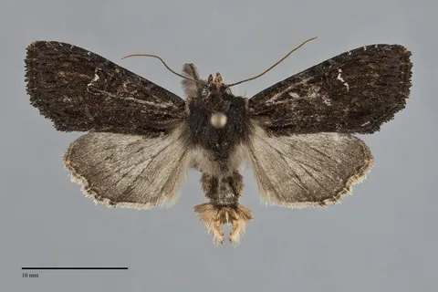 Apamea plutonia
