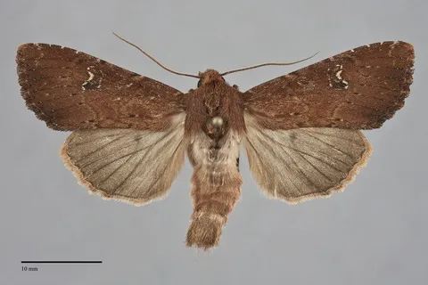 Apamea scoparia