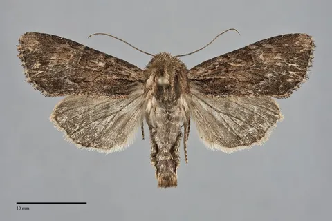 Apamea siskiyou