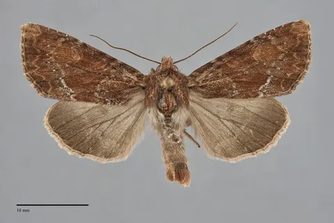 Apamea sora